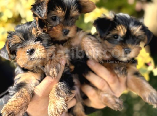 Mini Mini York Terrier Yavrularımız görsel