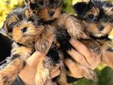 Mini mini york terrier yavrularımız