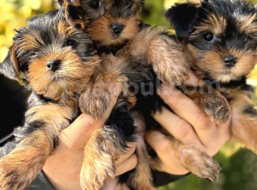 Mini mini york terrier yavrularımız