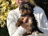 Mini Mini York Terrier Yavrularımız