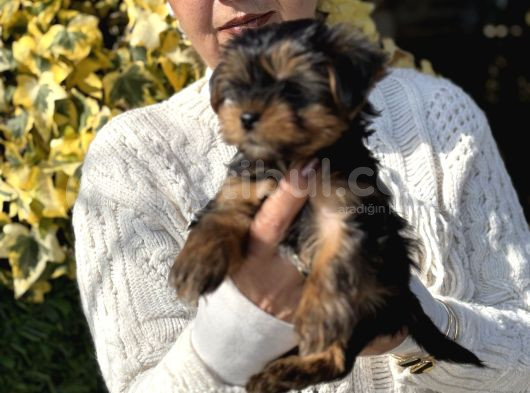 Mini Mini York Terrier Yavrularımız görsel