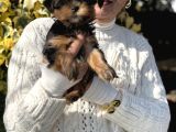 Mini Mini York Terrier Yavrularımız