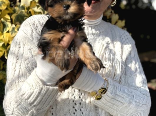 Mini Mini York Terrier Yavrularımız görsel