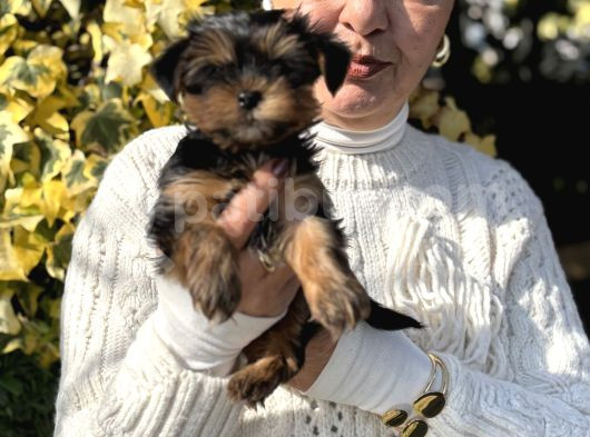 Mini Mini York Terrier Yavrularımız görsel