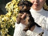 Mini Mini York Terrier Yavrularımız