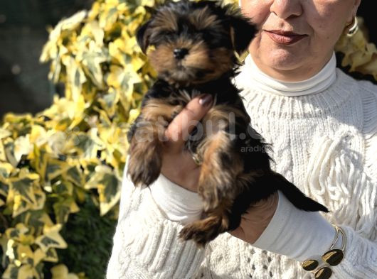 Mini Mini York Terrier Yavrularımız görsel