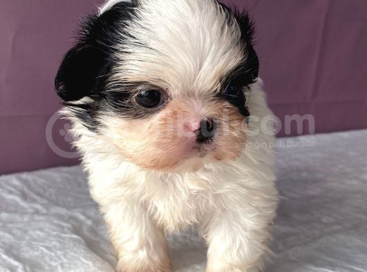 Teacup Shihtzu Kizim görsel