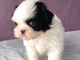 Teacup Shihtzu Kizim