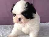 Teacup Shihtzu Kizim