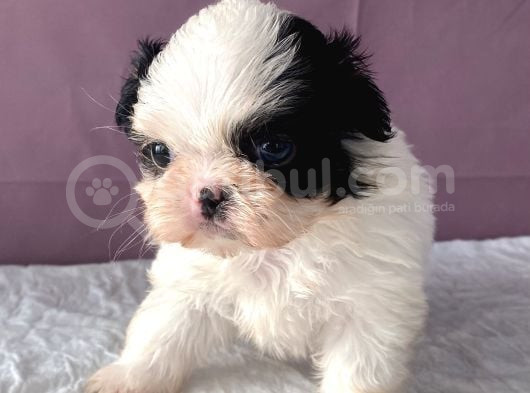 Teacup Shihtzu Kizim görsel