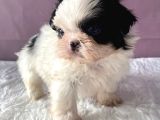Teacup Shihtzu Kizim