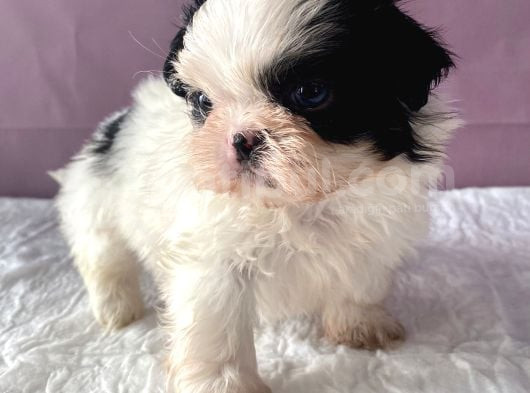 Teacup Shihtzu Kizim görsel