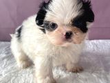 Teacup Shihtzu Kizim