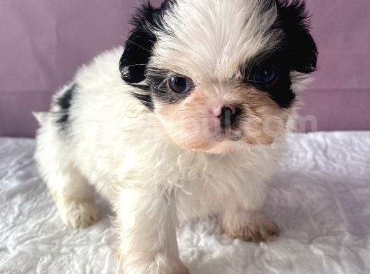 Teacup Shihtzu Kizim görsel