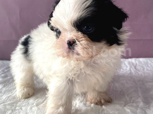 Teacup Shihtzu Kizim görsel