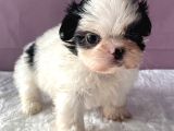 Teacup Shihtzu Kizim