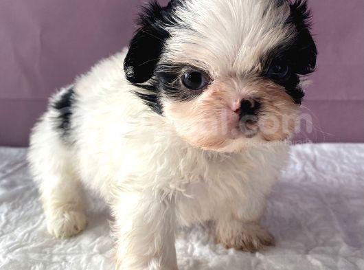 Teacup Shihtzu Kizim görsel