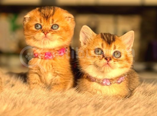 Golden Bri̇ti̇sh Yavrular
