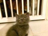 Asil ve Özel british shorthair yavrusu