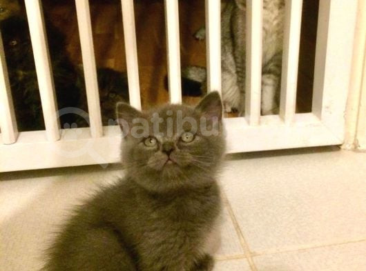 Asil Ve Özel British Shorthair Yavrusu