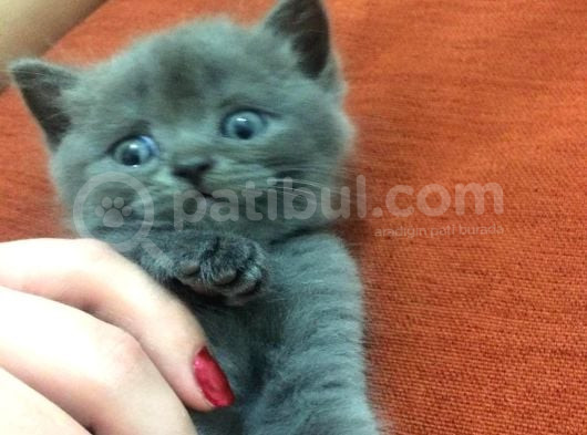 Asil Ve Özel British Shorthair Yavrusu görsel