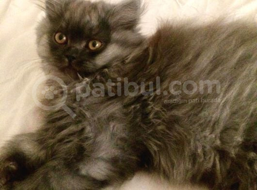 Asil Ve Özel British Shorhair Yavrusu görsel