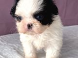 TEACUP SHIHTZU KIZIM