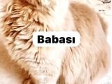 Asil Ve Özel British Shorhair Yavrusu