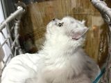 Süper Sevimli 7 Aylık British Longhair Dişi