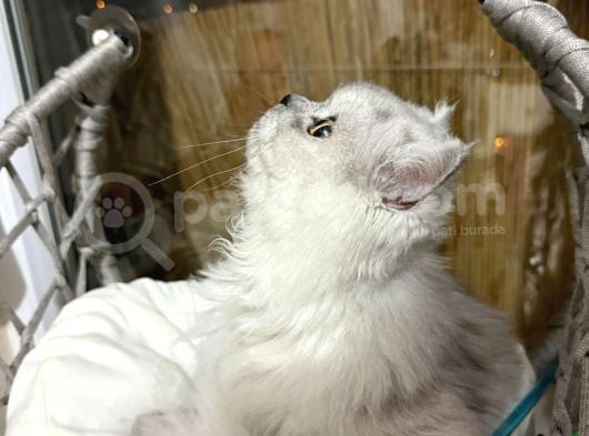 Süper Sevimli 7 Aylık British Longhair Dişi görsel