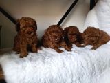 Toy Poodle
