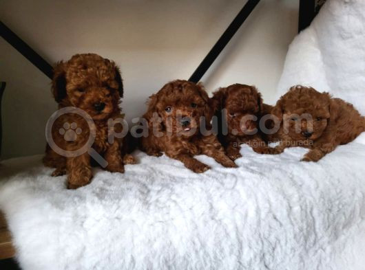 Toy Poodle