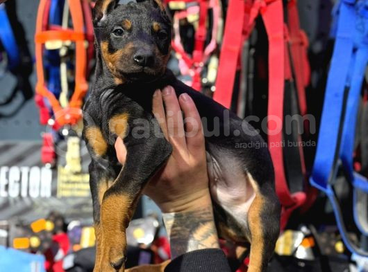 Doberman European Aşılı Pasaportlu Yavrular görsel