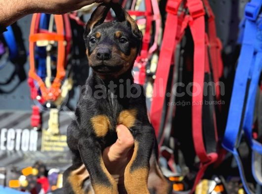 Doberman European Aşılı Pasaportlu Yavrular görsel