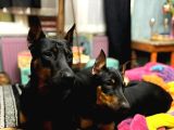 Doberman European aşılı Pasaportlu yavrular