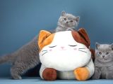 Birinci Kalite Gri British Shorthair 