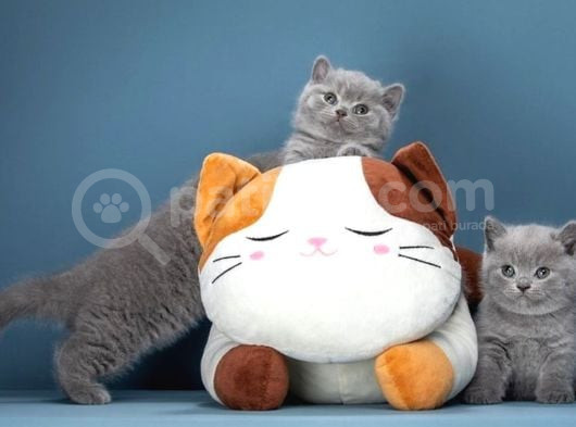 Birinci Kalite Gri British Shorthair 