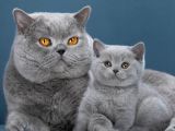 Birinci Kalite Gri British Shorthair 