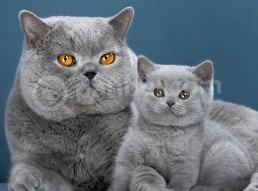 Birinci Kalite Gri British Shorthair  görsel