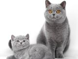 Birinci Kalite Gri British Shorthair 