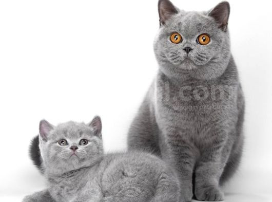 Birinci Kalite Gri British Shorthair  görsel