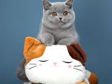 Birinci Kalite Gri British Shorthair 