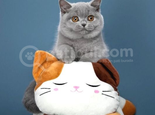 Birinci Kalite Gri British Shorthair  görsel