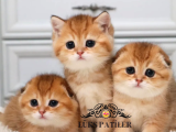 Özel Bebekler Golden British ve Scottish Shorthair