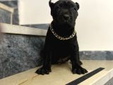 Estetikli Dev Cane Corso İtaliano Dişi