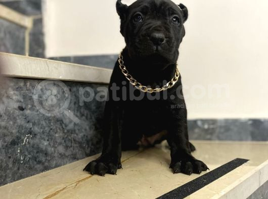 Estetikli Dev Cane Corso İtaliano Dişi görsel