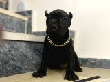 Estetikli Dev Cane Corso İtaliano Dişi