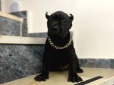 Estetikli Dev Cane Corso İtaliano Dişi