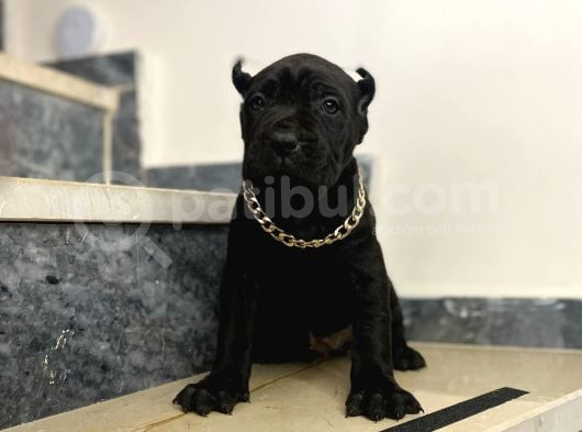 Estetikli Dev Cane Corso İtaliano Dişi görsel