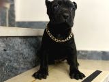 Estetikli Dev Cane Corso İtaliano Dişi